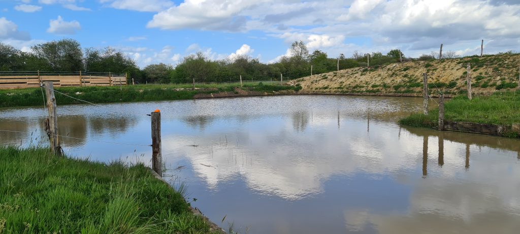 gros plan sur le point d'eau du spring garden de l'élevage Keziah.