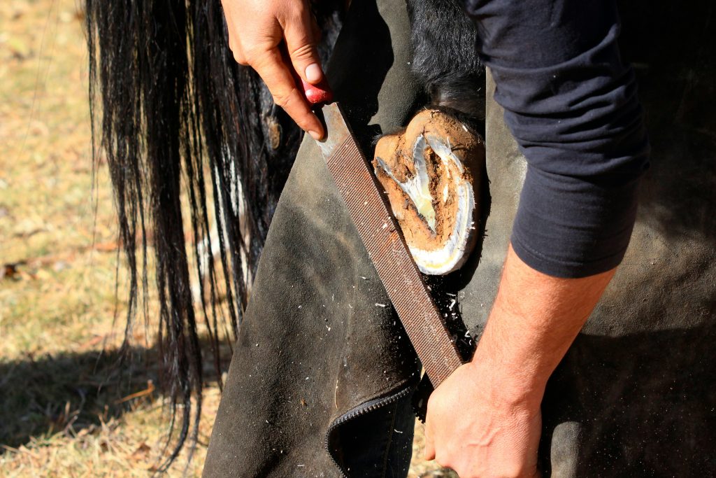 Maréchal ferrant râpant le pied postérieur d'un cheval.